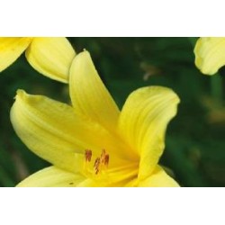 HEMEROCALLIS...