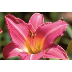 HEMEROCALLIS 'Pink Damask'...