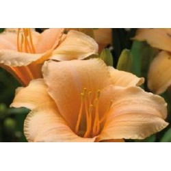 HEMEROCALLIS 'Aten' FF C0.65L