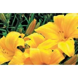 HEMEROCALLIS 'Stella De...