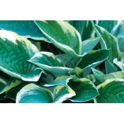 HOSTA 'Fortunei...