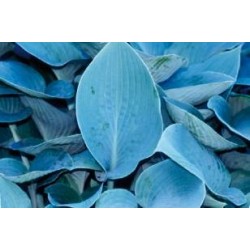 HOSTA 'Halcyon' FF C0.65L