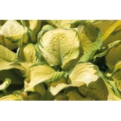 HOSTA 'Gold Standard' FF...
