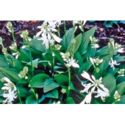 HOSTA 'Royal Standard' FF...