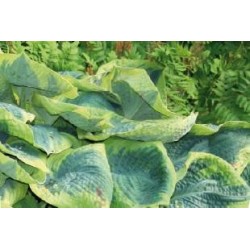 HOSTA 'Frances Williams' FF...