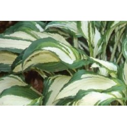 HOSTA undulata 'Variegata'...