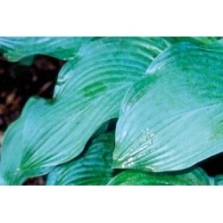 HOSTA ventricosa FF C0.65L