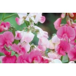 LATHYRUS latifolius FF C0.65L