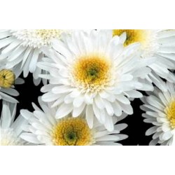 LEUCANTHEMUM superbum...