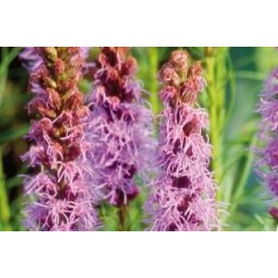 LIATRIS spicata FF C0.65L