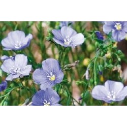 LINUM perenne 'Saphir' FF...