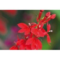 LOBELIA 'Queen Victoria' FF...