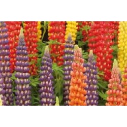 LUPINUS 'Minarette' FF C0.65L