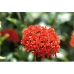 LYCHNIS chalcedonica FF C0.65L