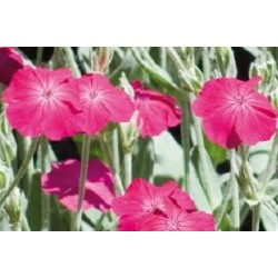 LYCHNIS coronaria...