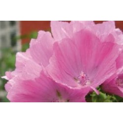 MALVA moschata 'Rosea' FF...