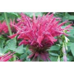 MONARDA 'Croftway Pink' FF...