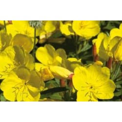 OENOTHERA fruticosa FF C0.65L