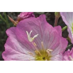 OENOTHERA speciosa 'Rosea'...