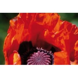 PAPAVER orientale 'Allegro'...