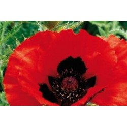 PAPAVER orientale 'Beauty...