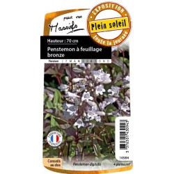PENSTEMON feuillage bronze...