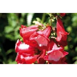 PENSTEMON 'Le Phare' FF C0.65L