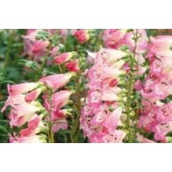 PENSTEMON 'Souvenir...