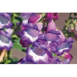 PENSTEMON 'Sour Grapes' FF...
