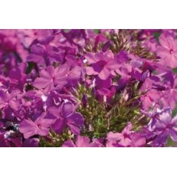PHLOX maculata 'Alpha' FF...