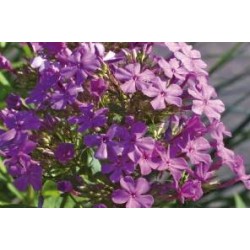 PHLOX paniculata 'Amethyst'...