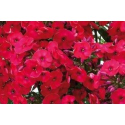 PHLOX paniculata FF C0.65L