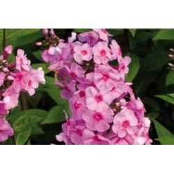 PHLOX paniculata 'Fullhorn'...