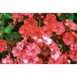 PHLOX paniculata 'Orange...