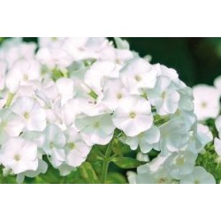 PHLOX paniculata 'Pax' FF...
