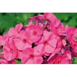 PHLOX paniculata 'Tenor' FF...