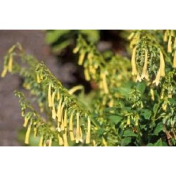 PHYGELIUS aequalis 'Yellow...