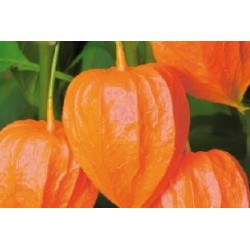 PHYSALIS alkekengi...
