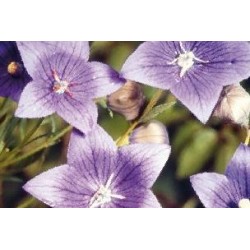 PLATYCODON grandiflorus...