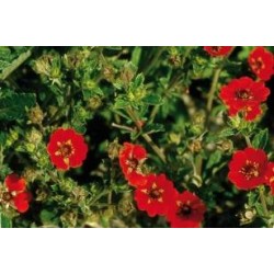 POTENTILLA atrosanguinea FF...