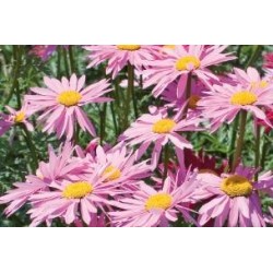 TANACETUM coccineum...