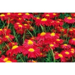 TANACETUM coccineum...