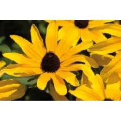 RUDBECKIA FF C0.65L
