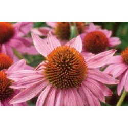 ECHINACEA purpurea FF C0.65L
