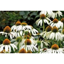 ECHINACEA purpurea 'Alba'...