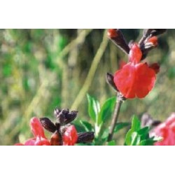 SALVIA microphylla FF C0.65L