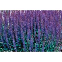 SALVIA 'Superba' FF C0.65L