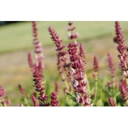 SALVIA nemorosa 'Rose...