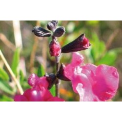 SALVIA microphylla FF C0.65L
