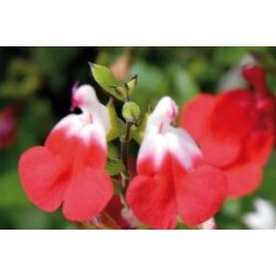 SALVIA microphylla 'Hot...